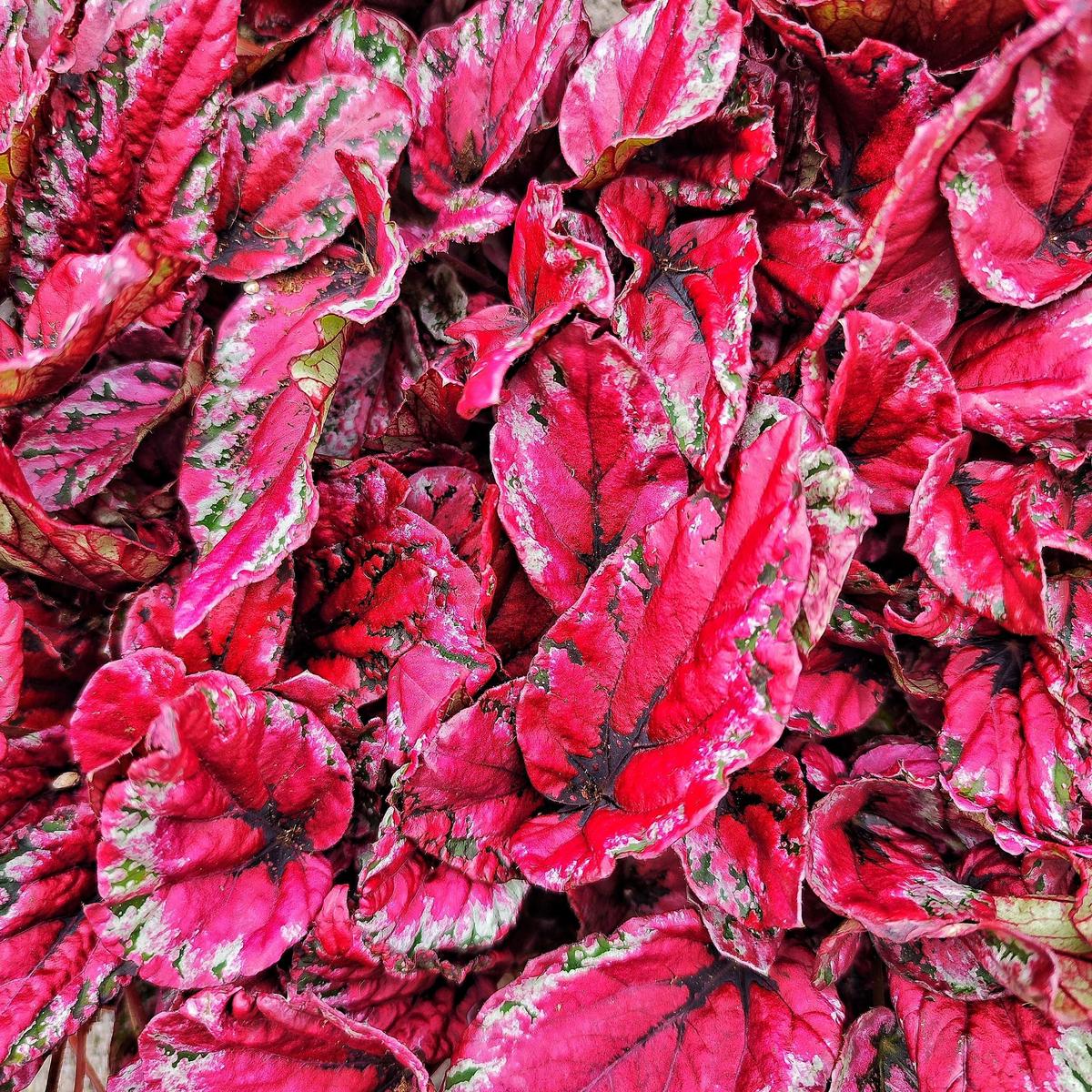 Begonia rex Maui Sunset