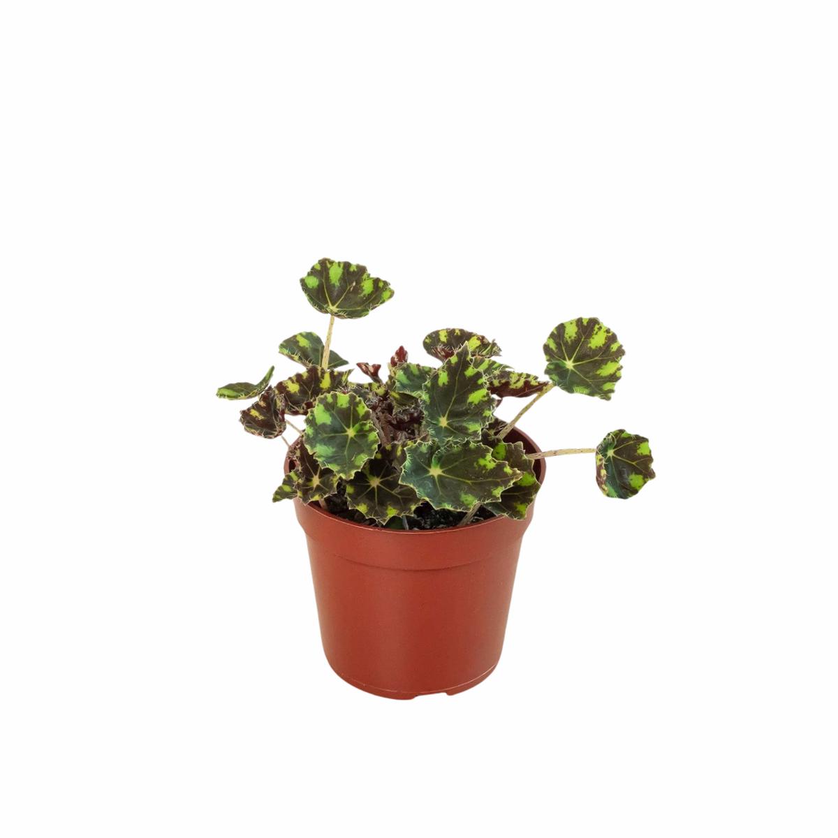 Begonia Tiger Paws - 4" Pot