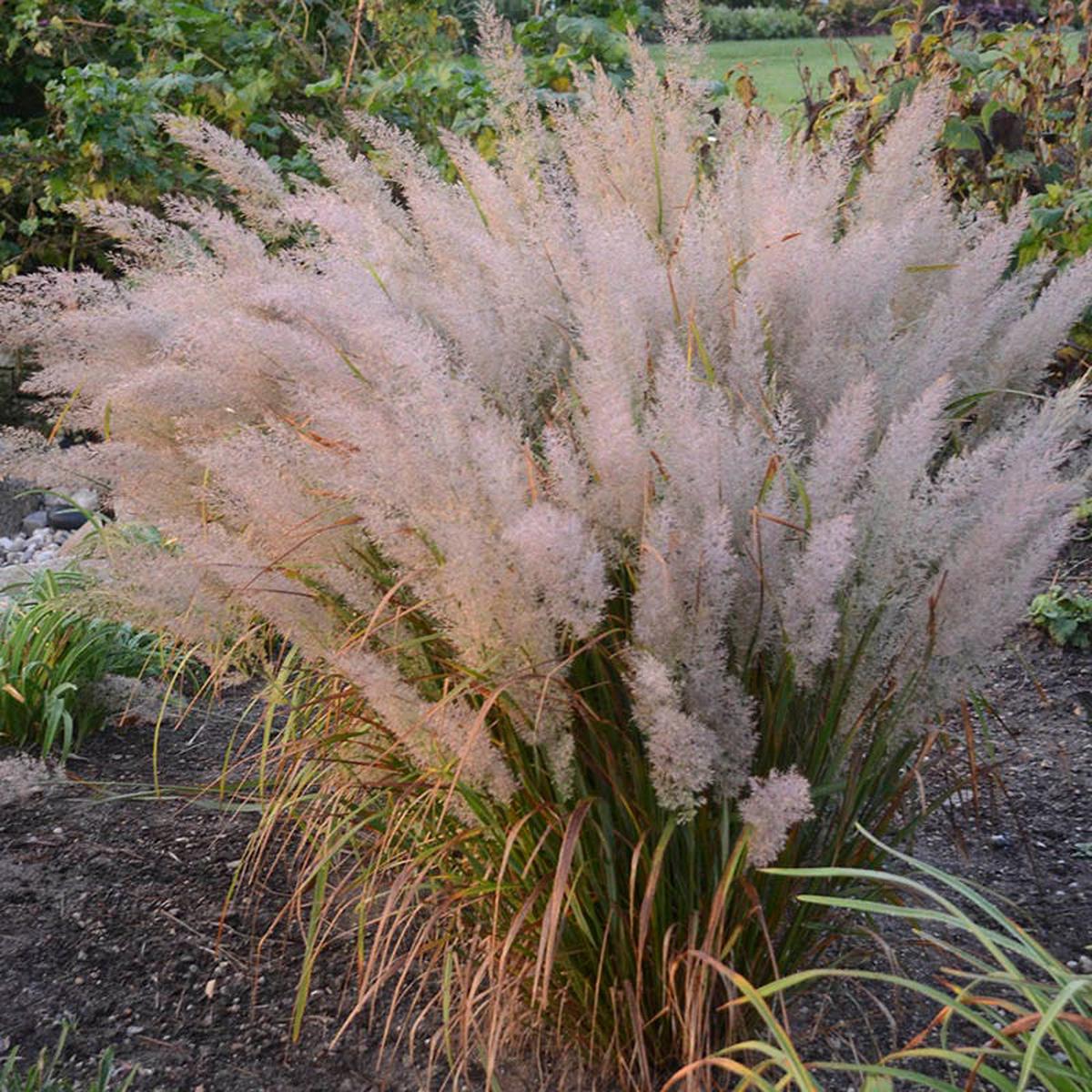 Caspian Feather Reed Grass