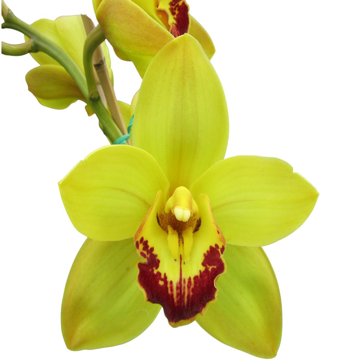 Cymbidium Valley Legend Gee Whizz (medium)