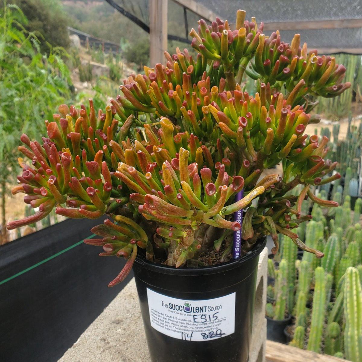 #ES15 EXACT Crassula ET Finger Bonsai Succulent