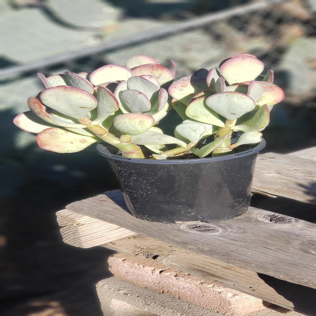 #ES47 Crassula Arborescens Silver Dollar potted 1 gallon