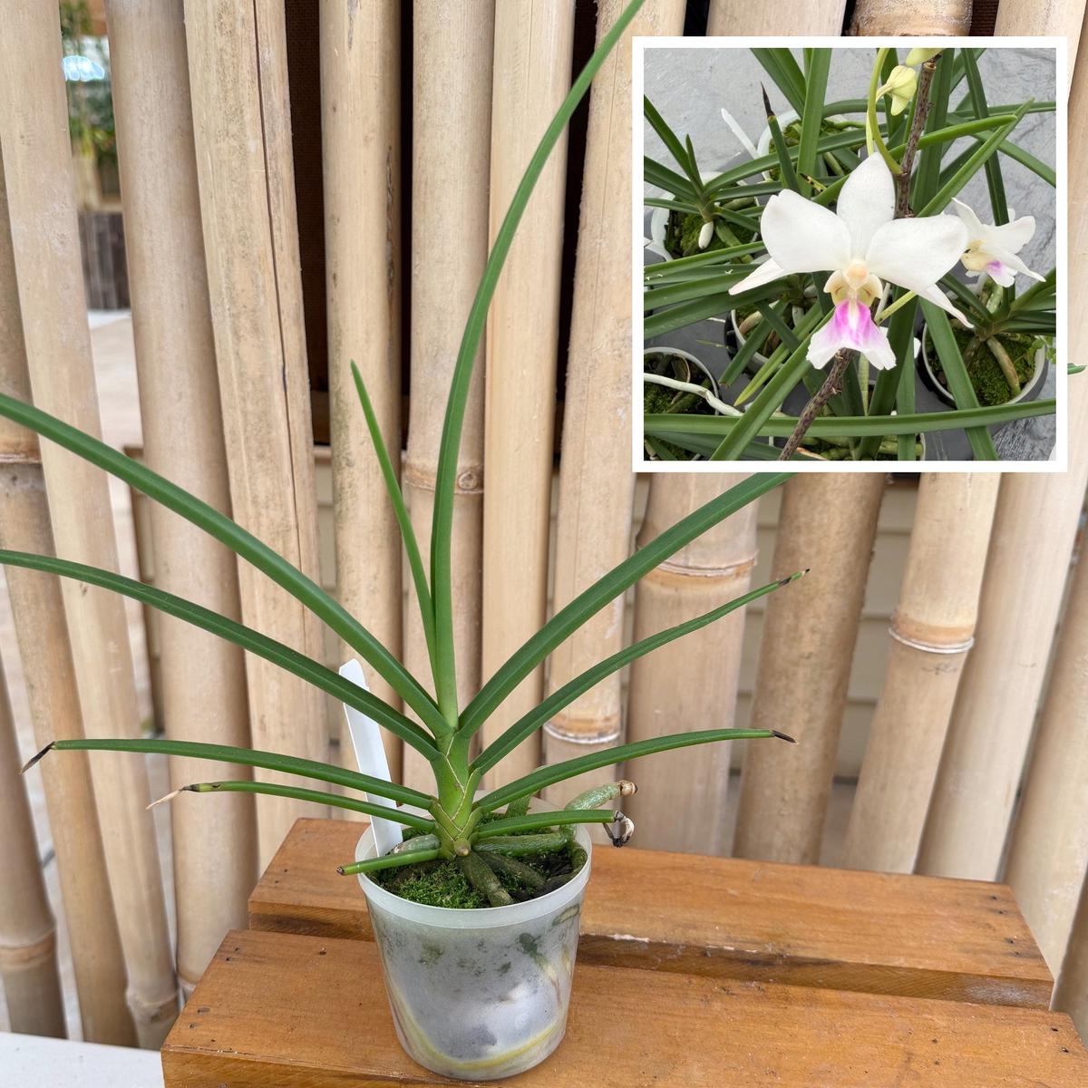 Holcoglossum amesianum x sib (3" Pot) - Not Blooming, Rare