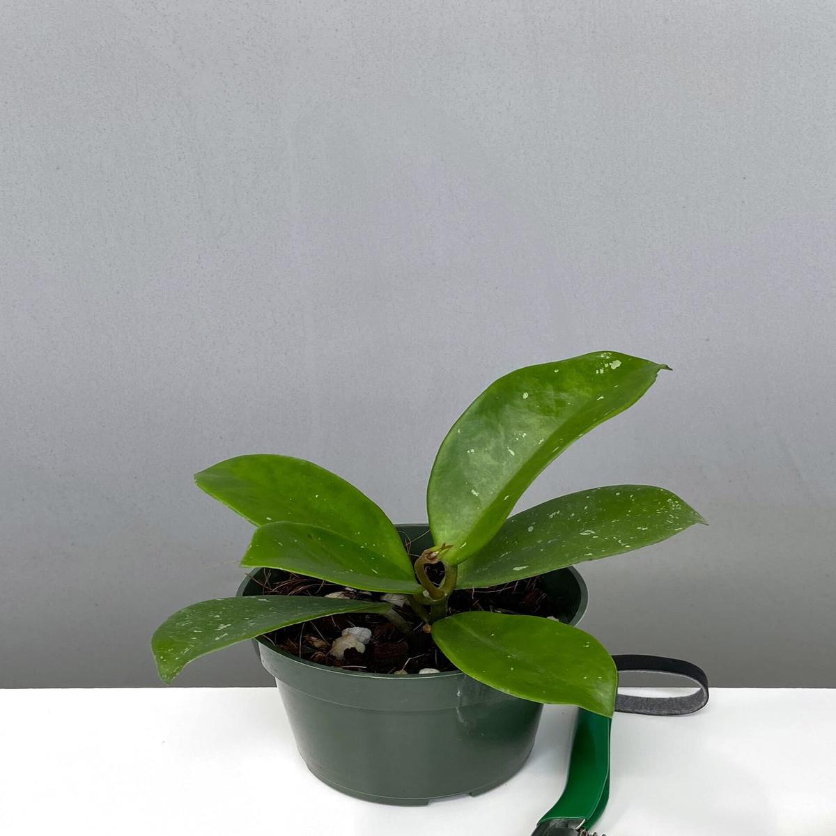 Hoya Joel