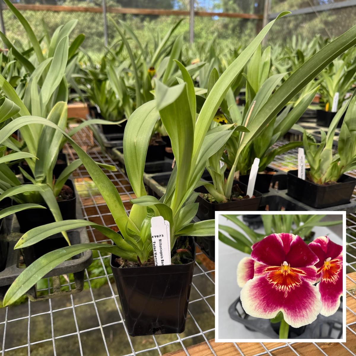 Milt. Banana Fandango 'Faded Memories' (4" Pot) -Not Blooming