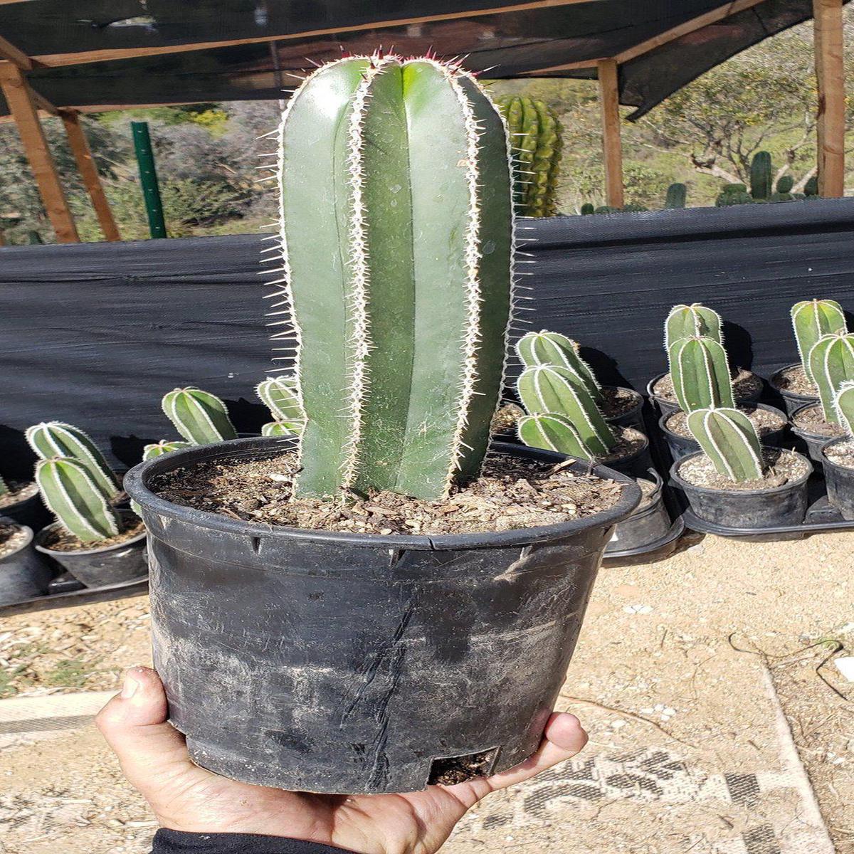Pachycerus Marginatus Mexican Fence Post Cactus Potted and Cuttings