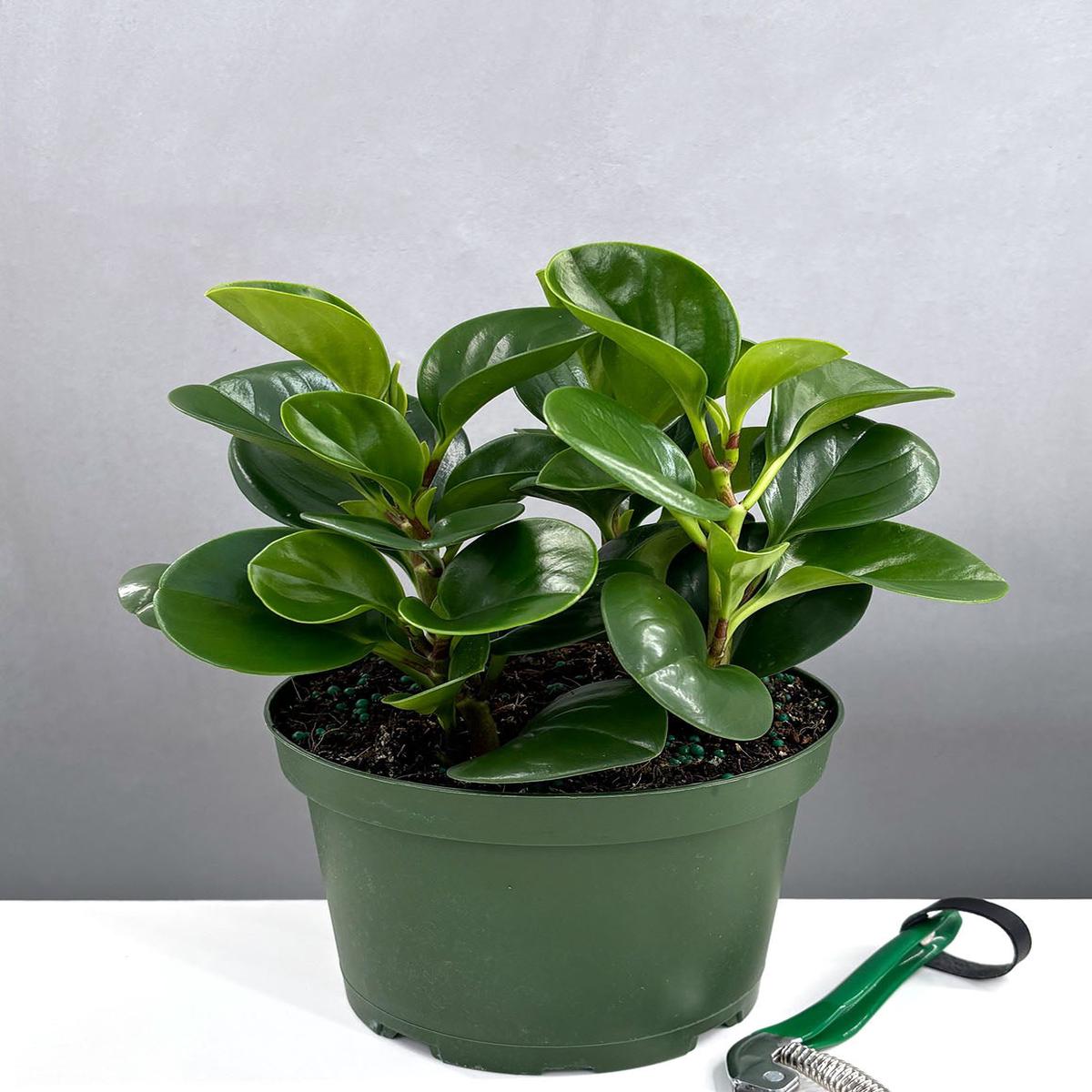 Peperomia Emerald Green