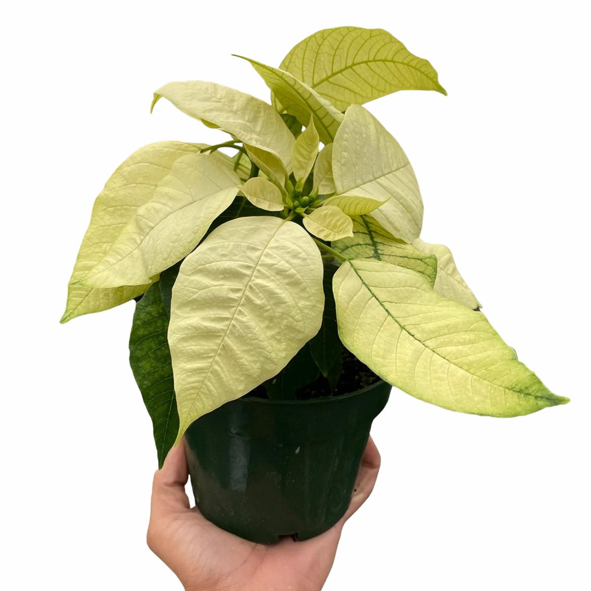 Poinsettia 'White'