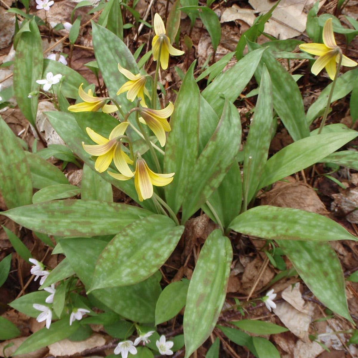 Trout Lily