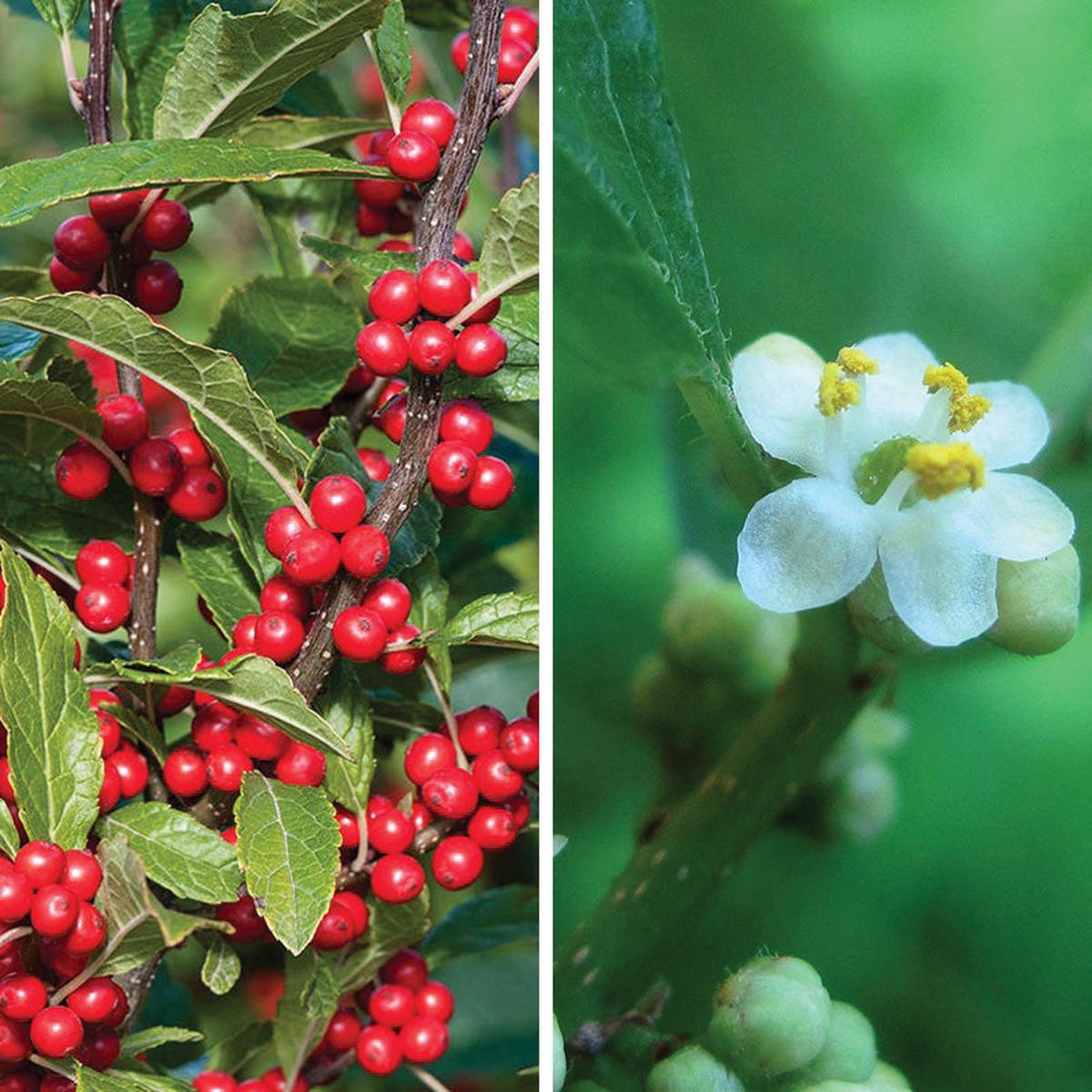 Winterberry Hardy Shrub Collection
