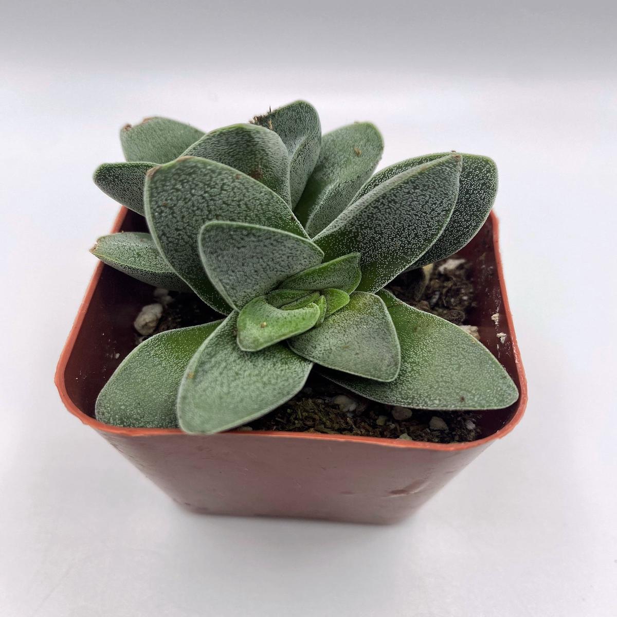 #9 Crassula Morgan's Beauty