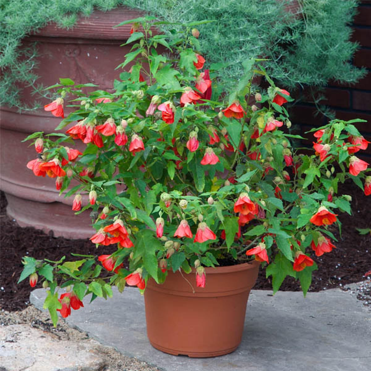 Abutilon Sunrise Sunset (Abutilon hybrid)