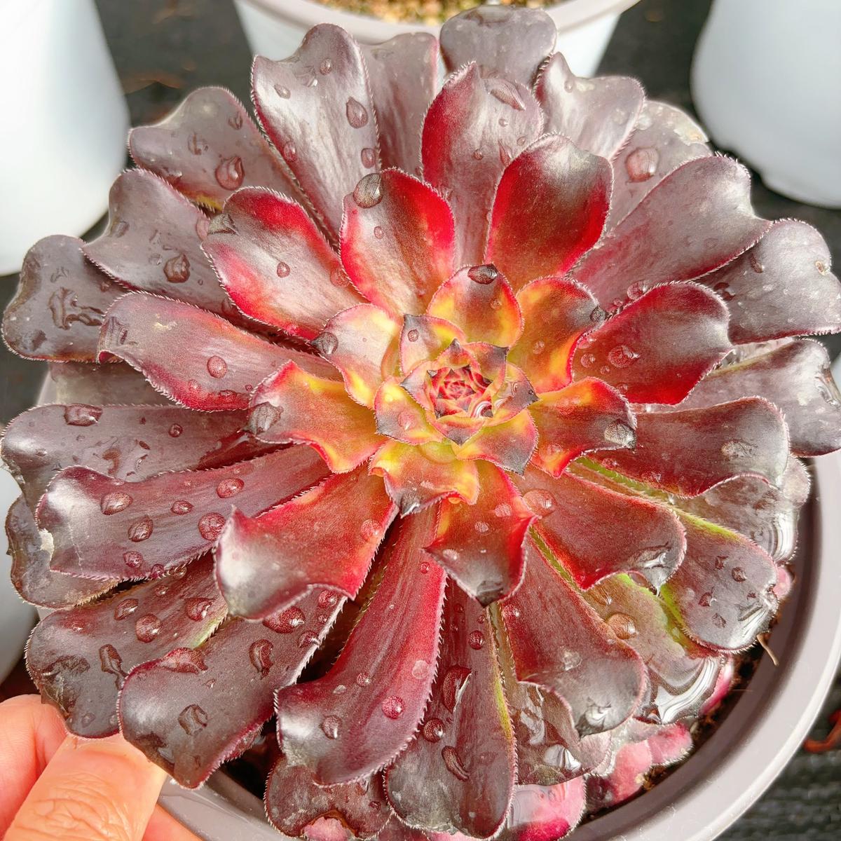 Aeonium Red DragonflySingle head 13cm