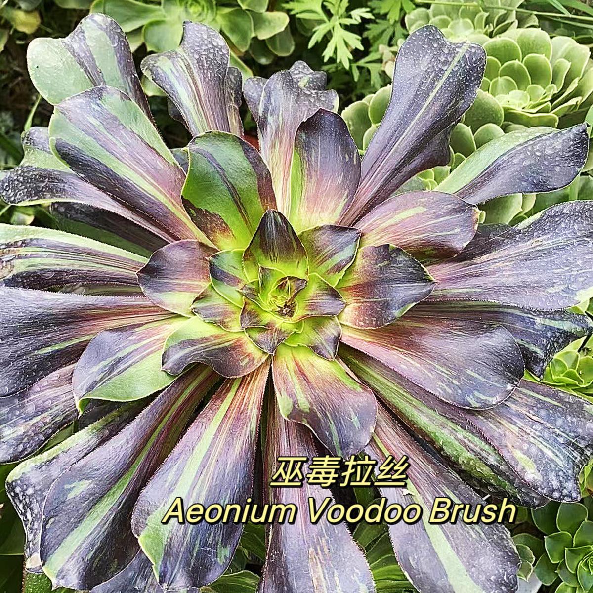 Aeonium Voodoo Brush,Cutting  20cm