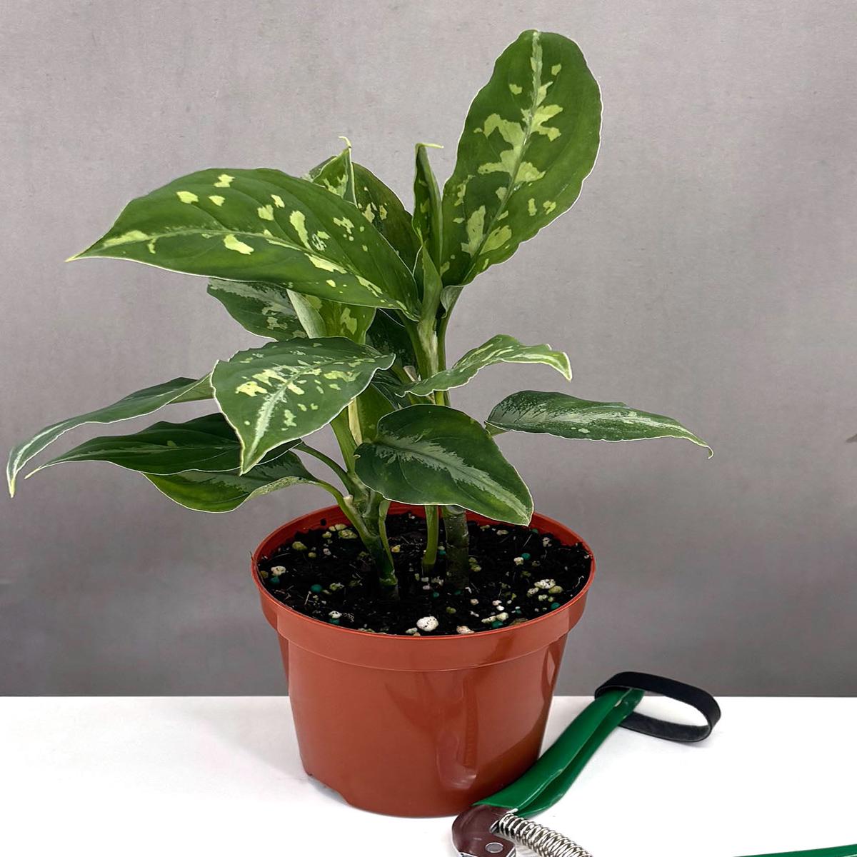 Aglaonema Pictum Bicolor