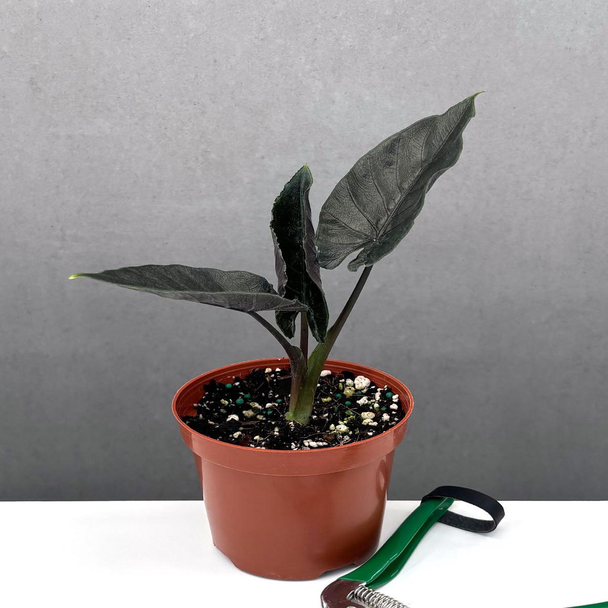 Alocasia Antoro Velvet
