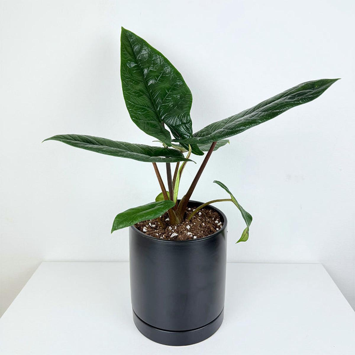 Alocasia scalprum (Alocasia scalprum)