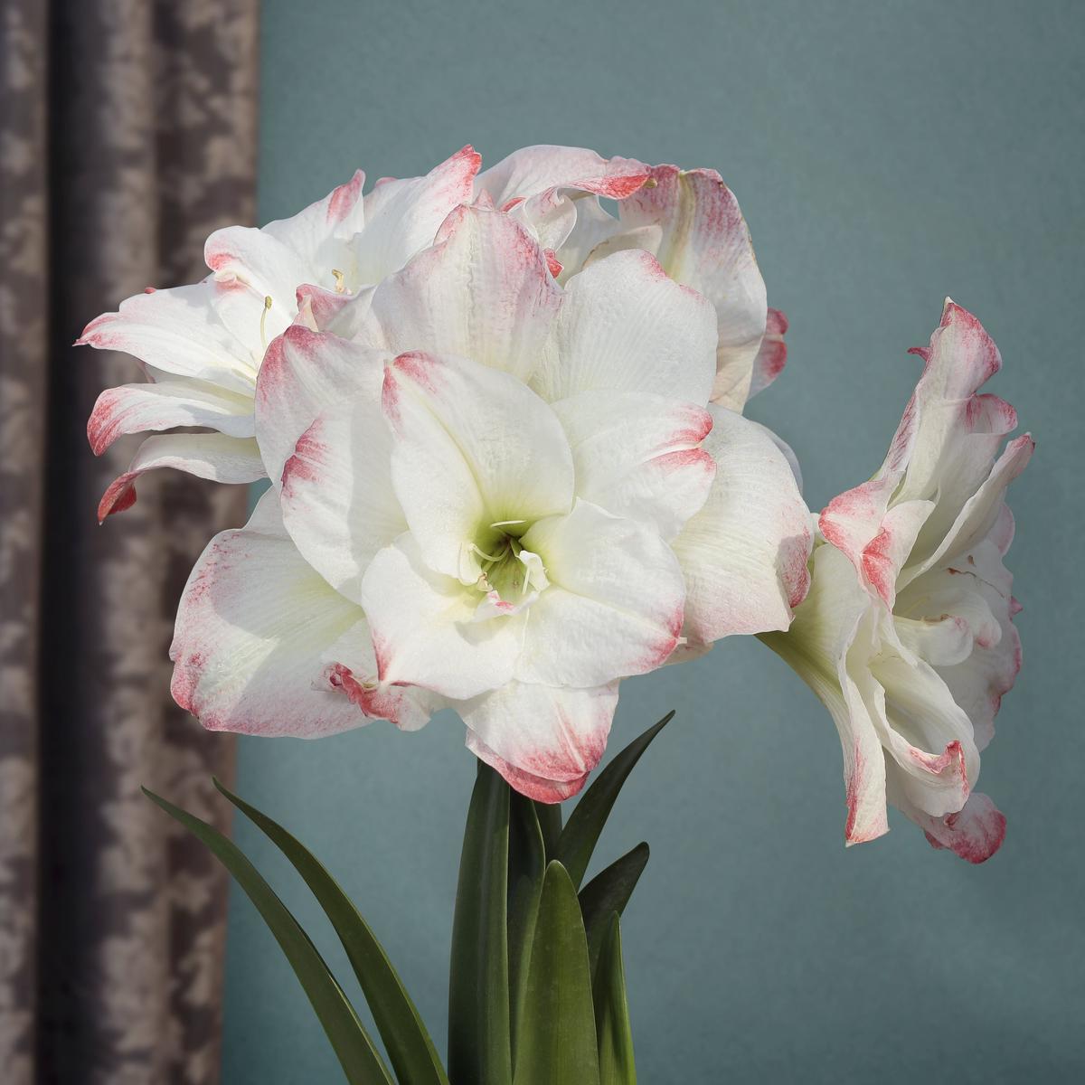 Amaryllis 'Amadeus (Hippeastrum hybrid)