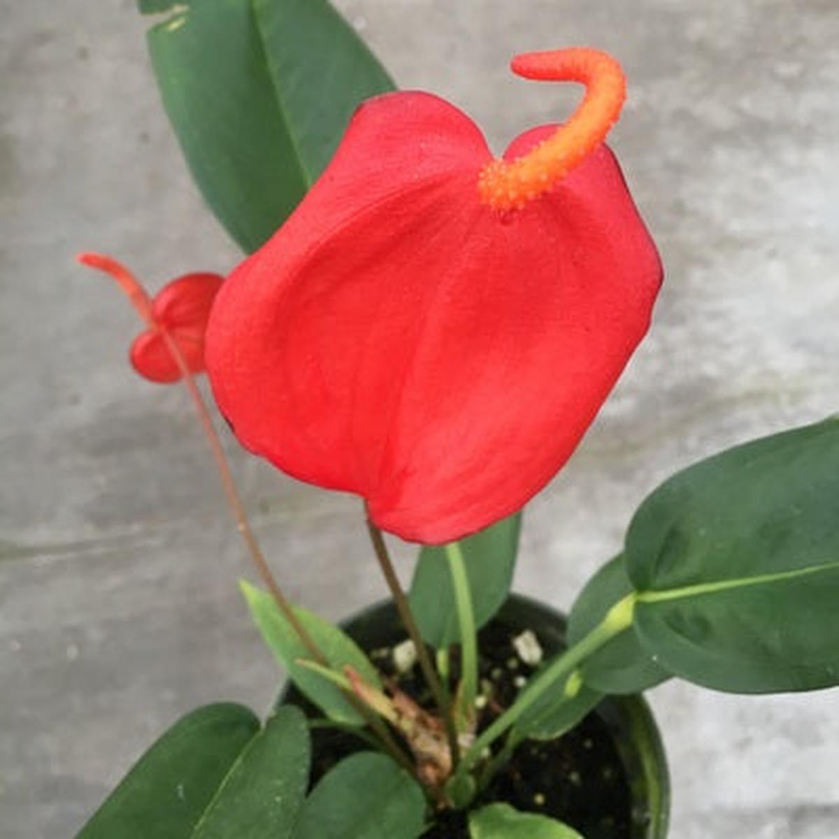 Anth. Pigtail - Red (4" Pot)