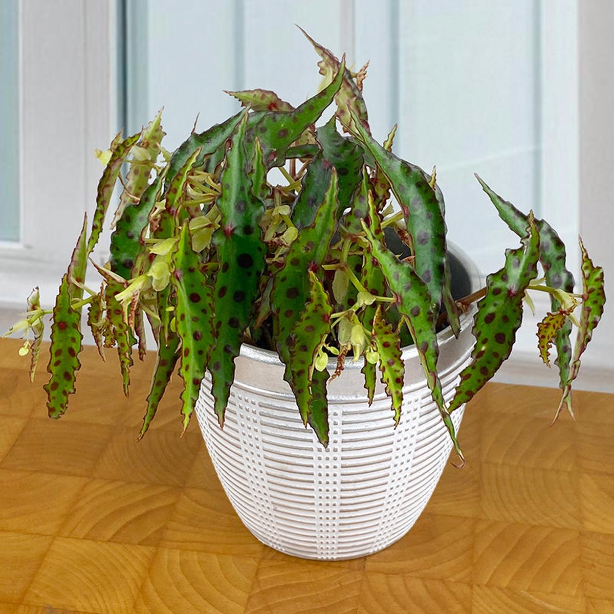 Begonia amphioxus (Begonia amphioxus)