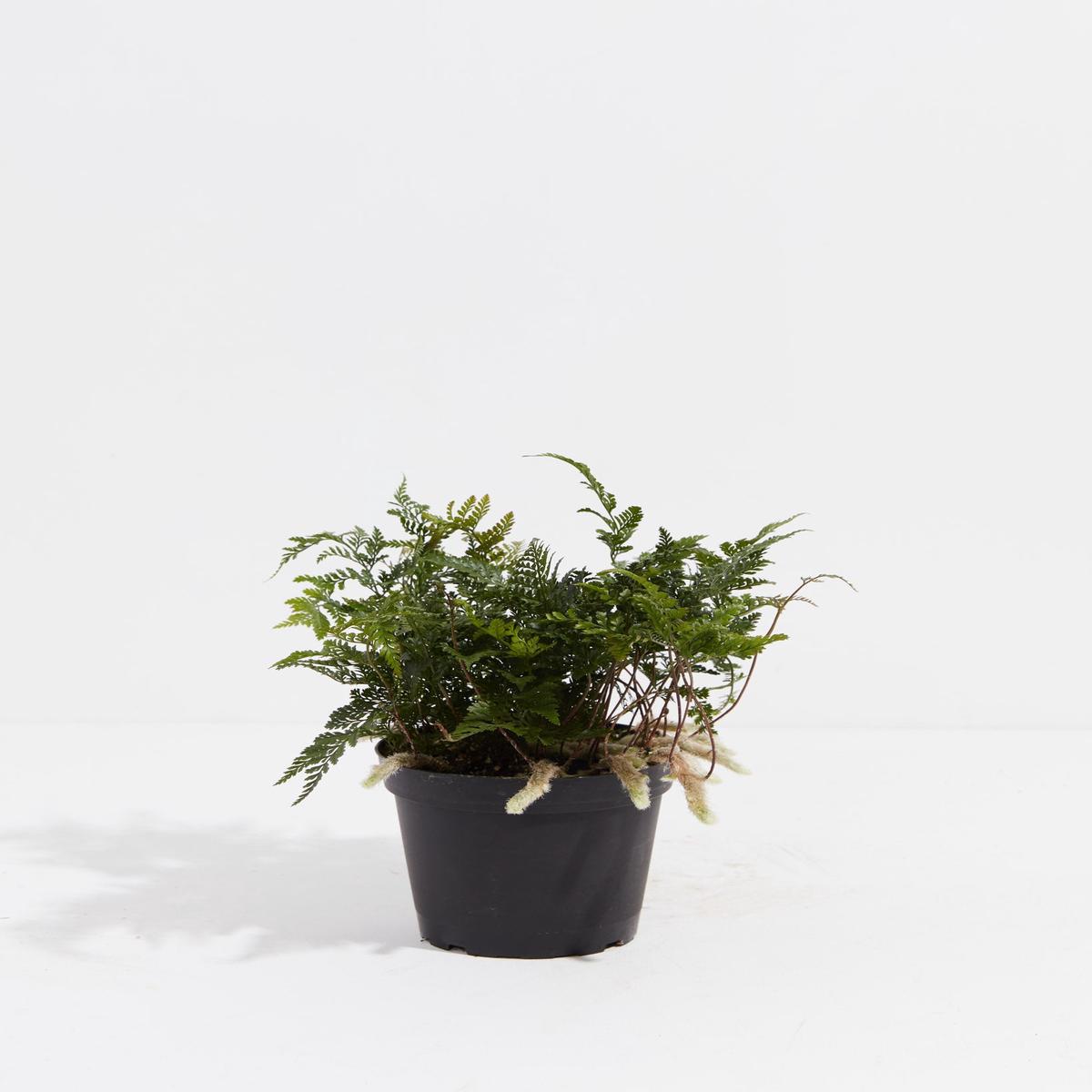 Black Rabbit Foot Fern