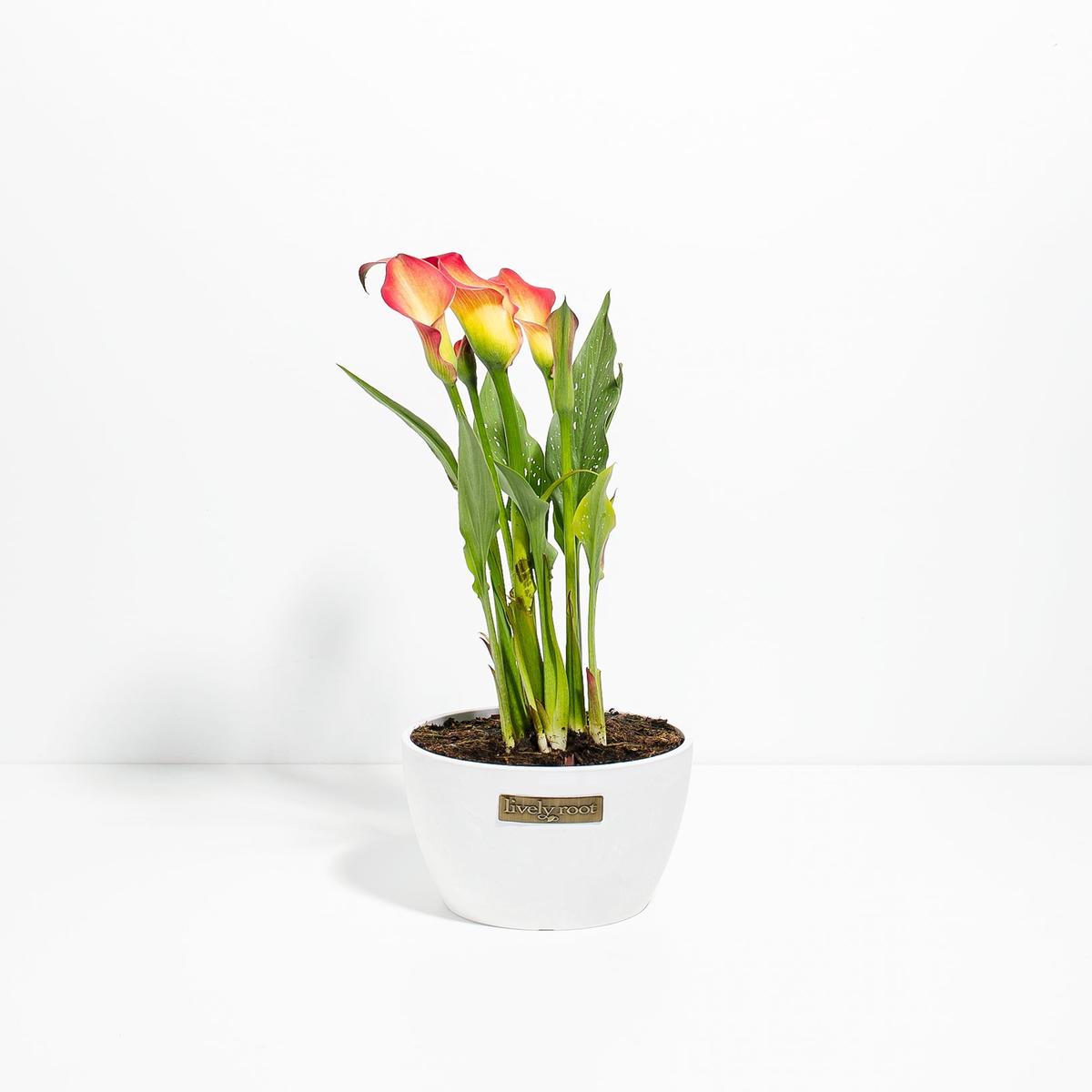 Blood Orange Calla Lily
