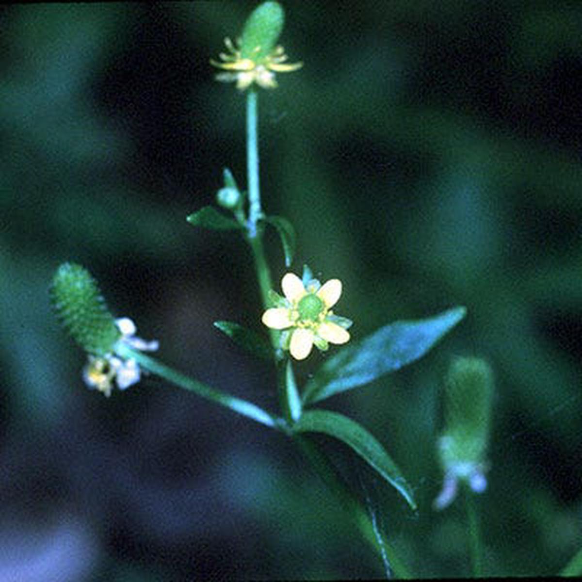 Cursed Buttercup Seeds