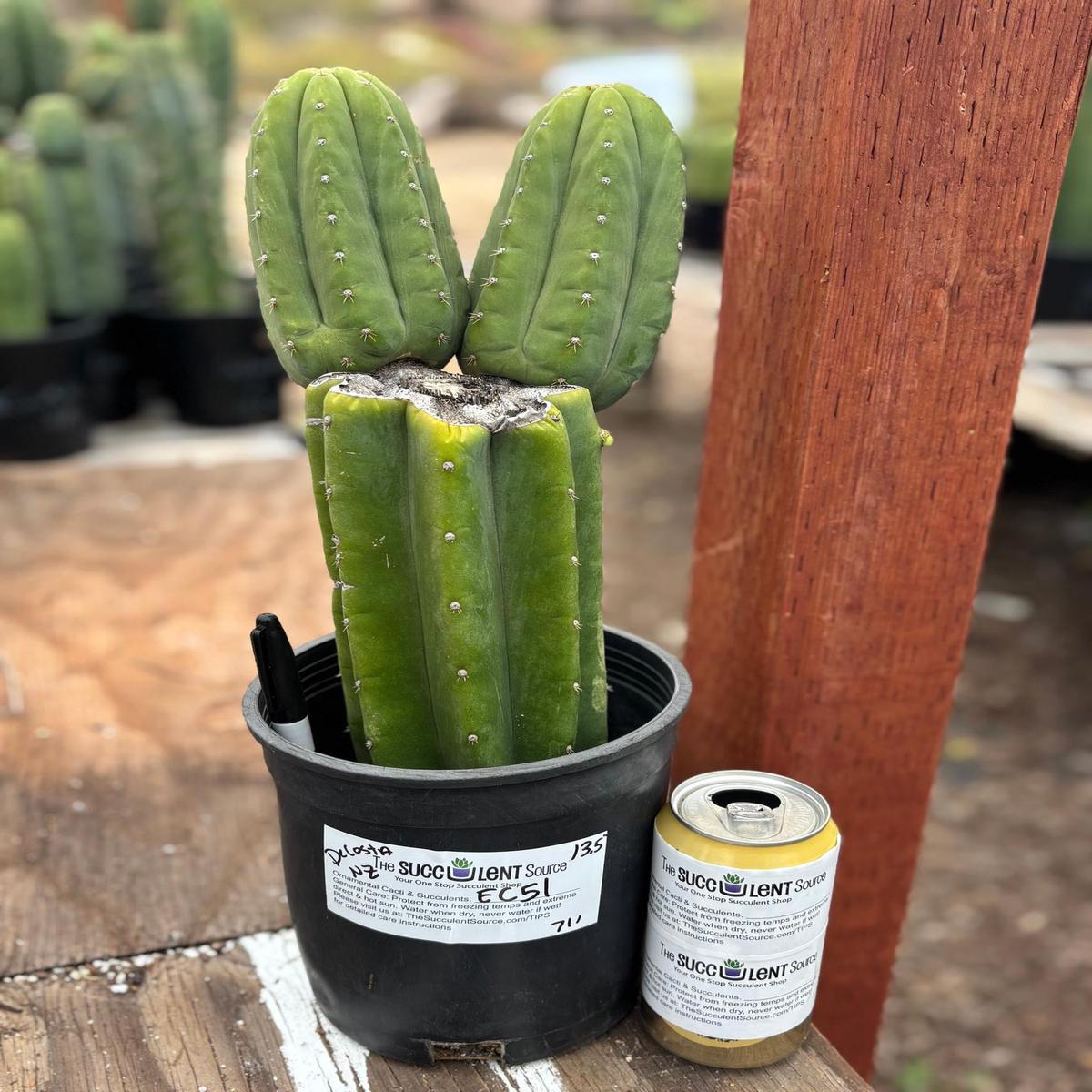 #EC51 EXACT Trichocereus DeCosta New Zealand Cactus 13.5