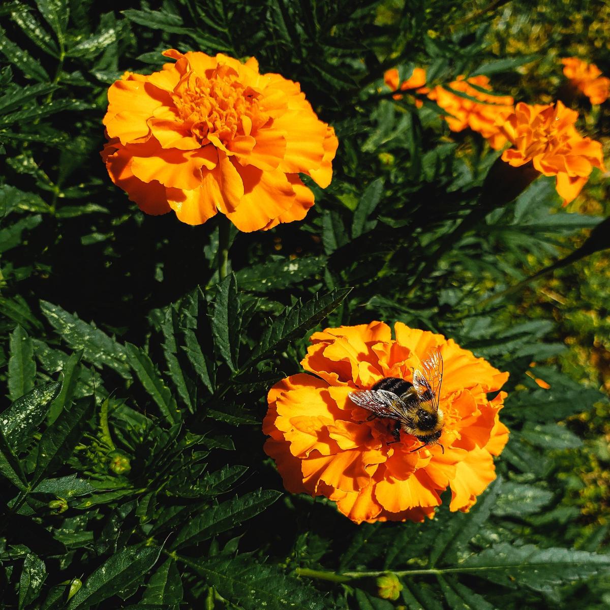 French Marigold Wildflower Seed