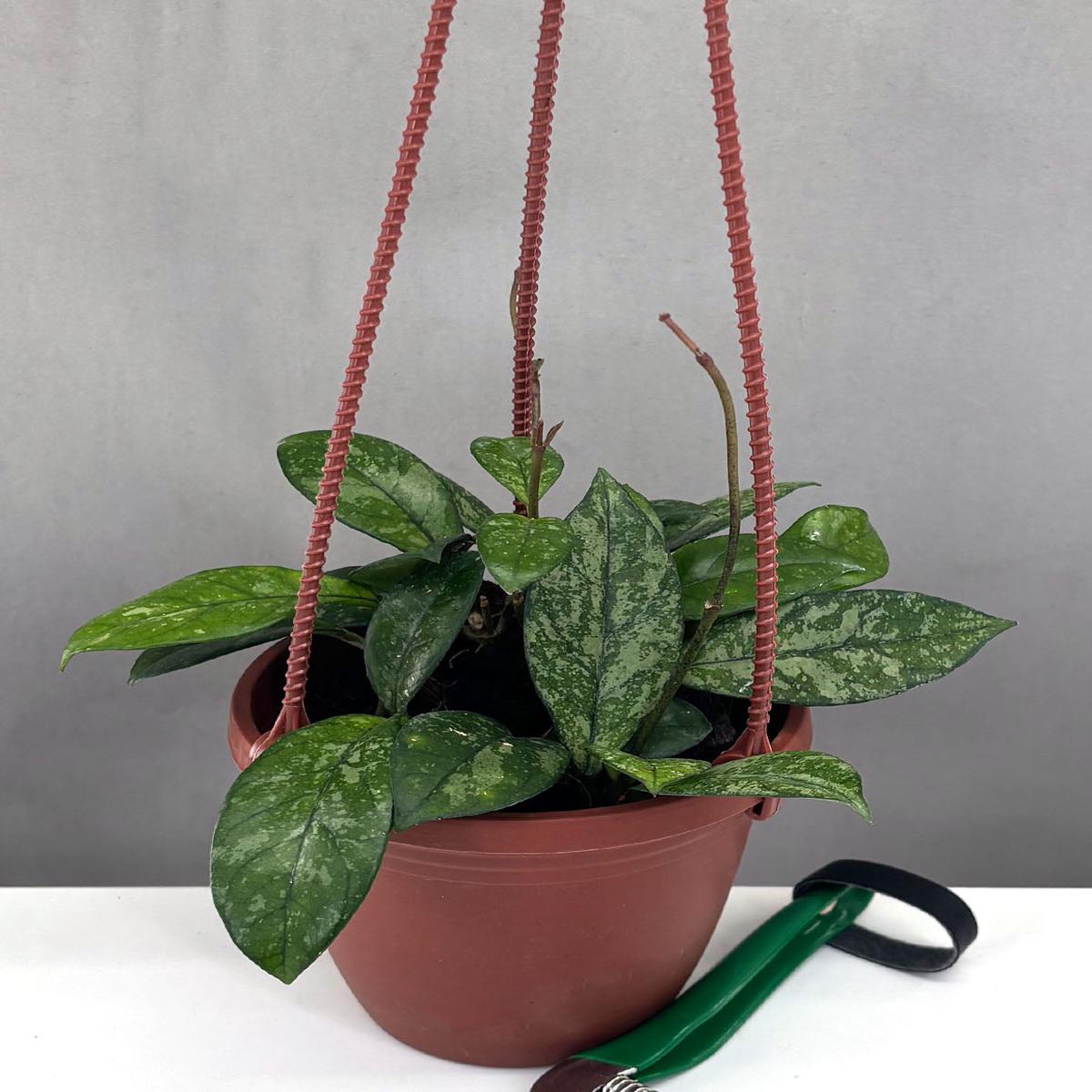 Hoya Crassipetiolata Splash