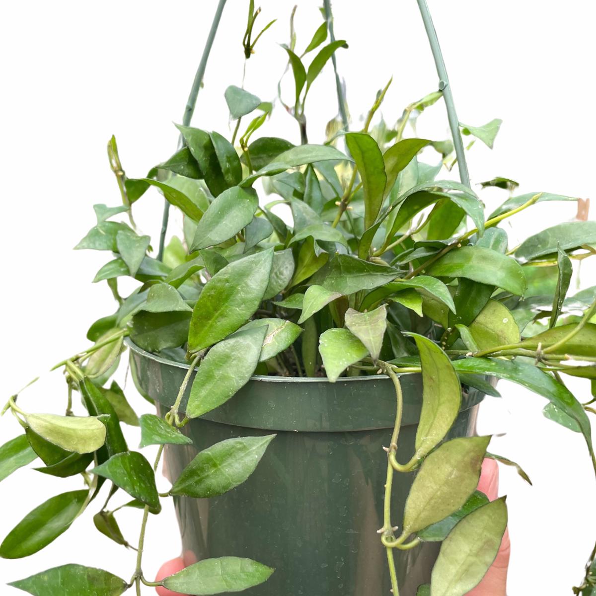 Hoya 'Lacunosa'