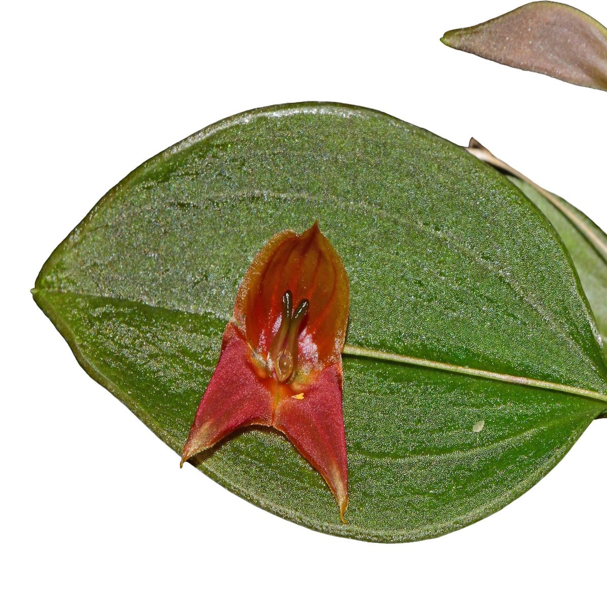 Lepanthes felis x Lths. niesseniae
