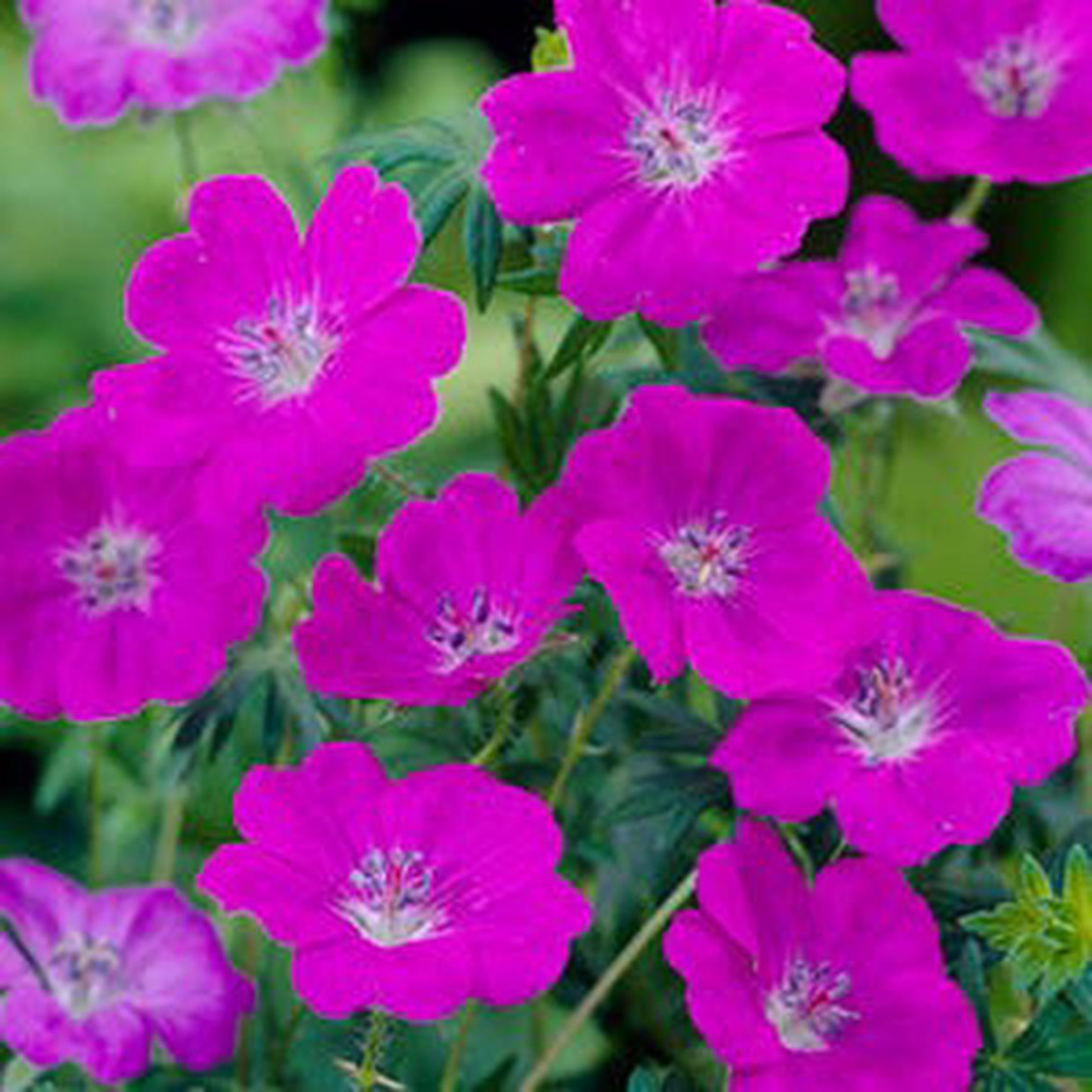 New Hampshire Purple Geranium