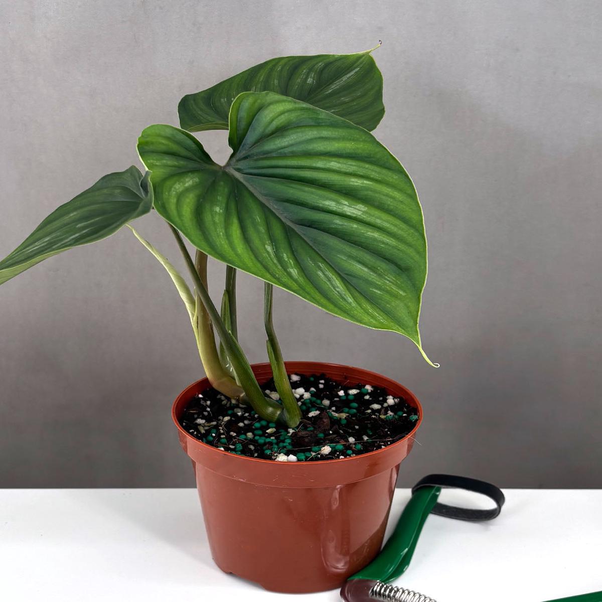 Philodendron Plowmanii