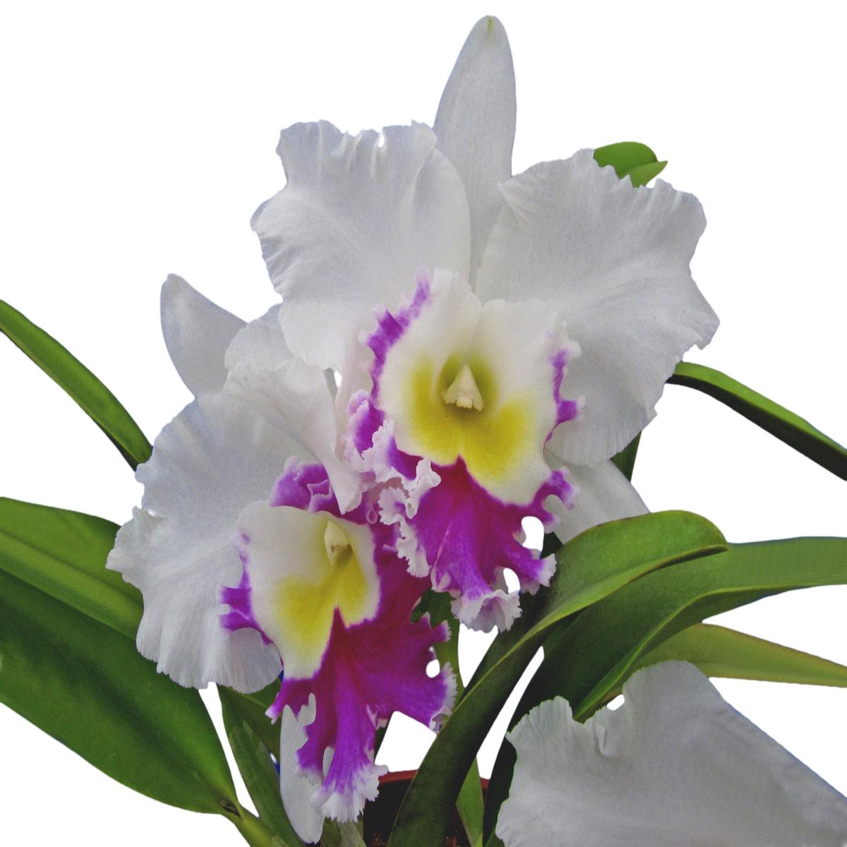 Rhyncholaeliocattleya Blanche Aisaka 'hawaii'