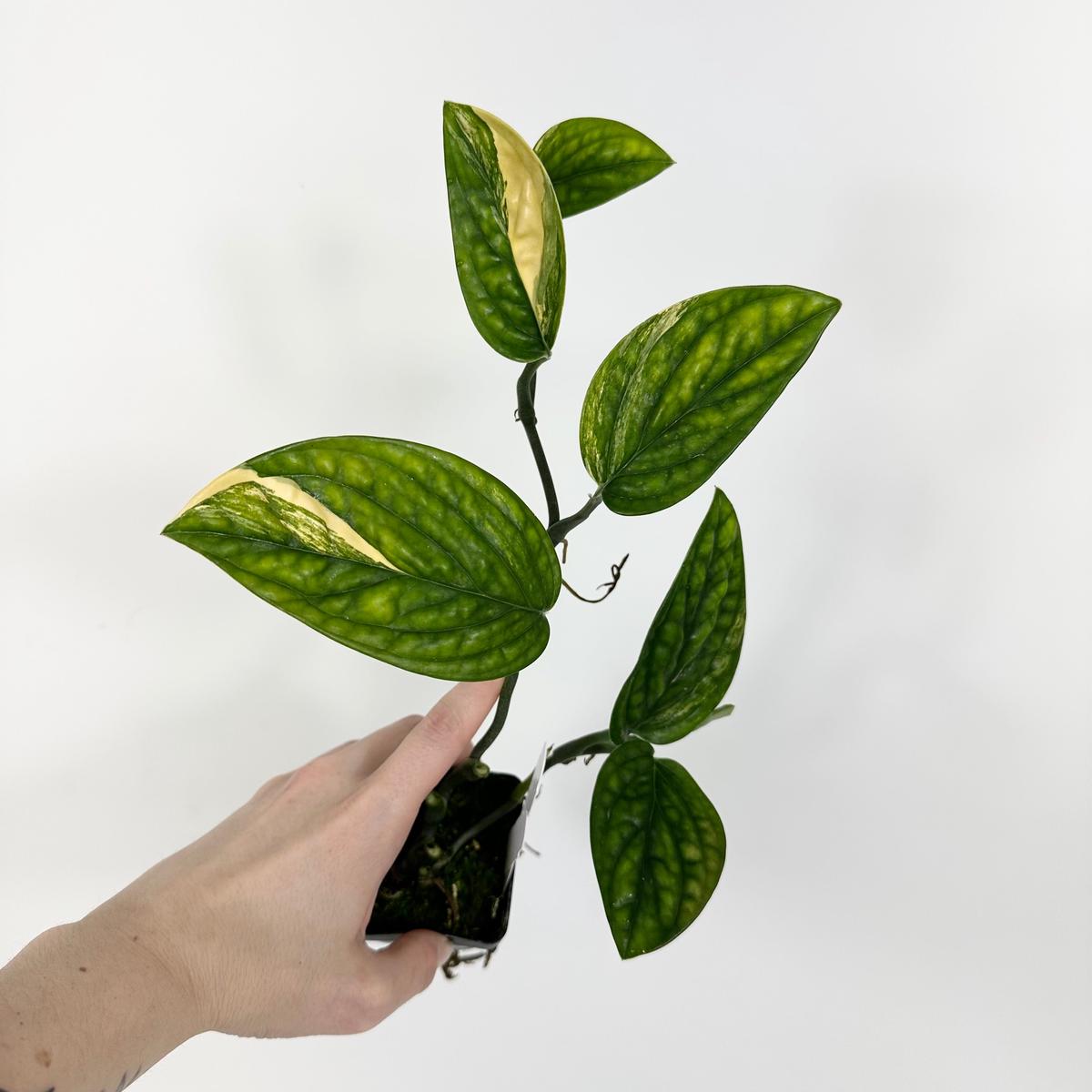 Z-5191 - Monstera sp. 'Peru' variegata