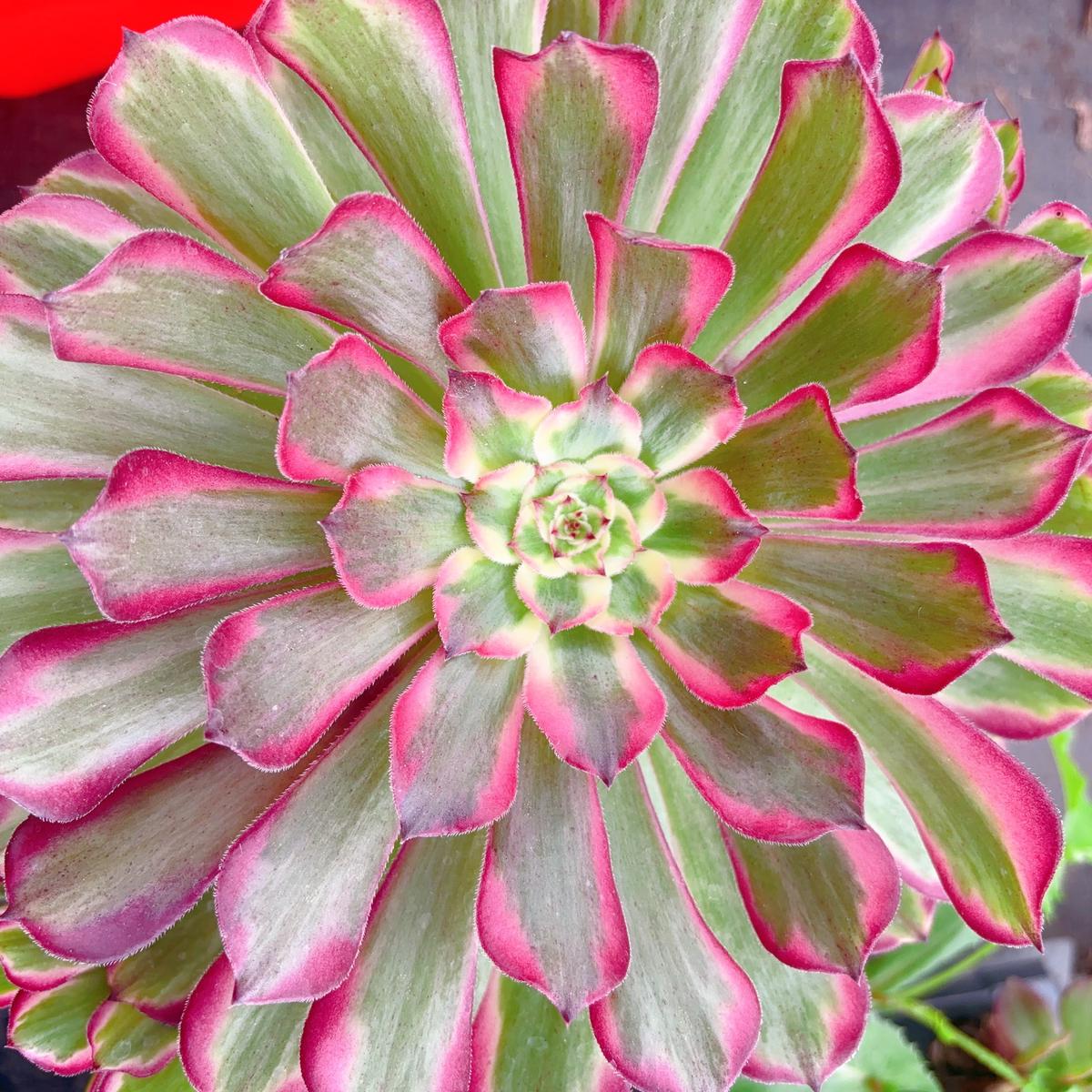 Aeonium Fallen WhaleCutting 10cm