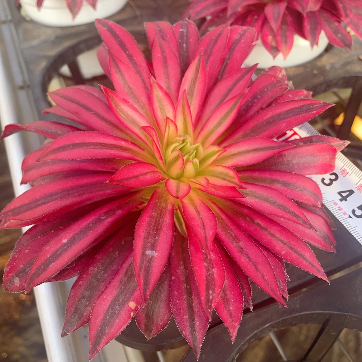 Aeonium PhoenixSingle head with side heads13cm