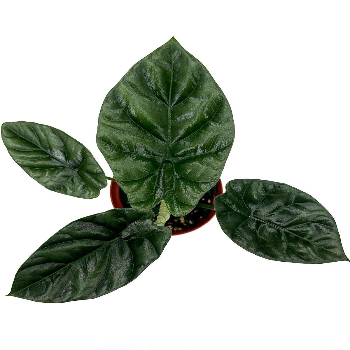 Alocasia Sinuata Quilted Dreams