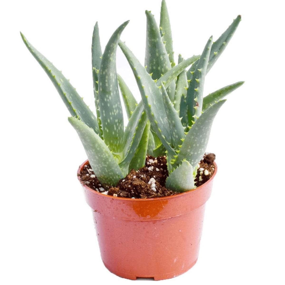 Aloe California