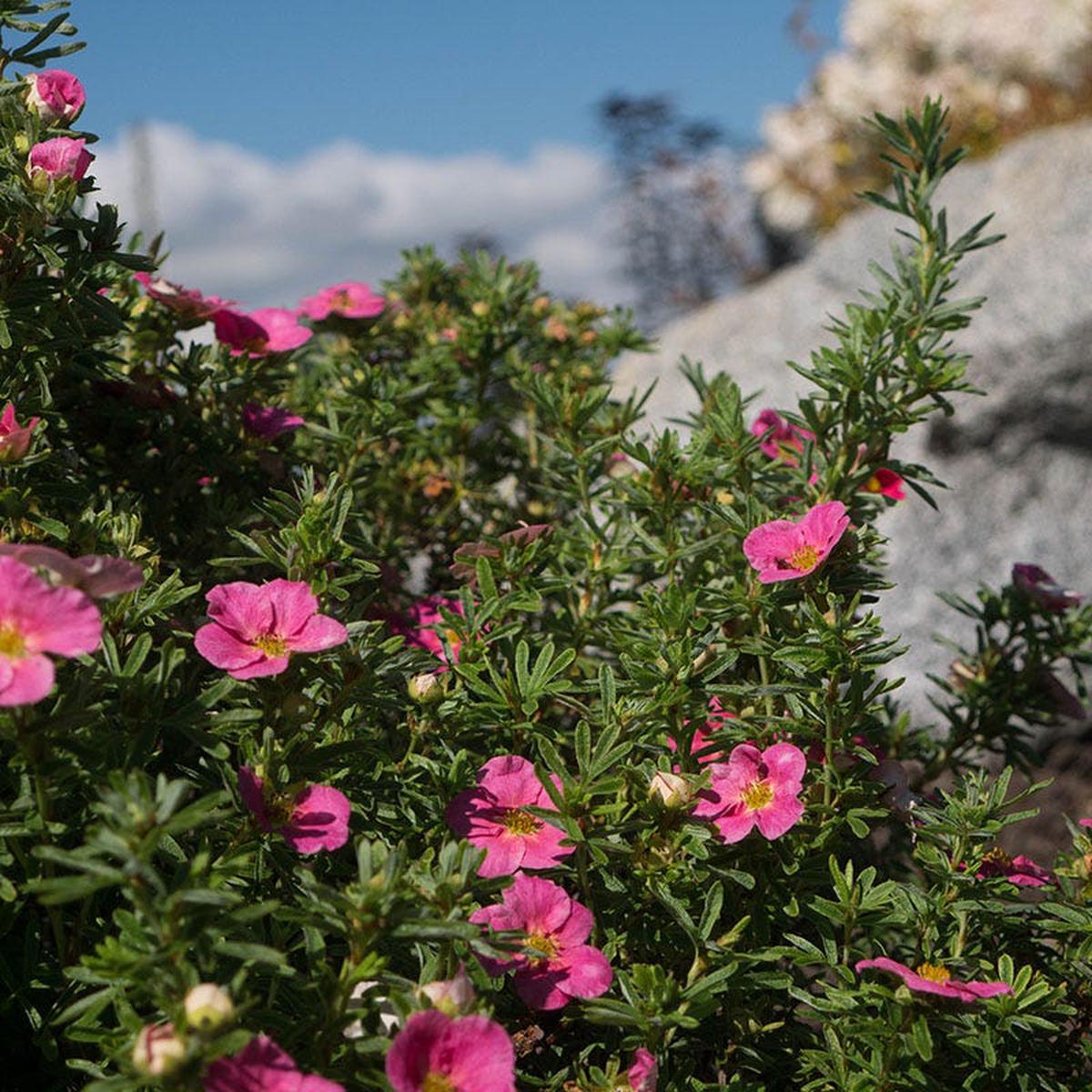 Bella Bellissima Potentilla
