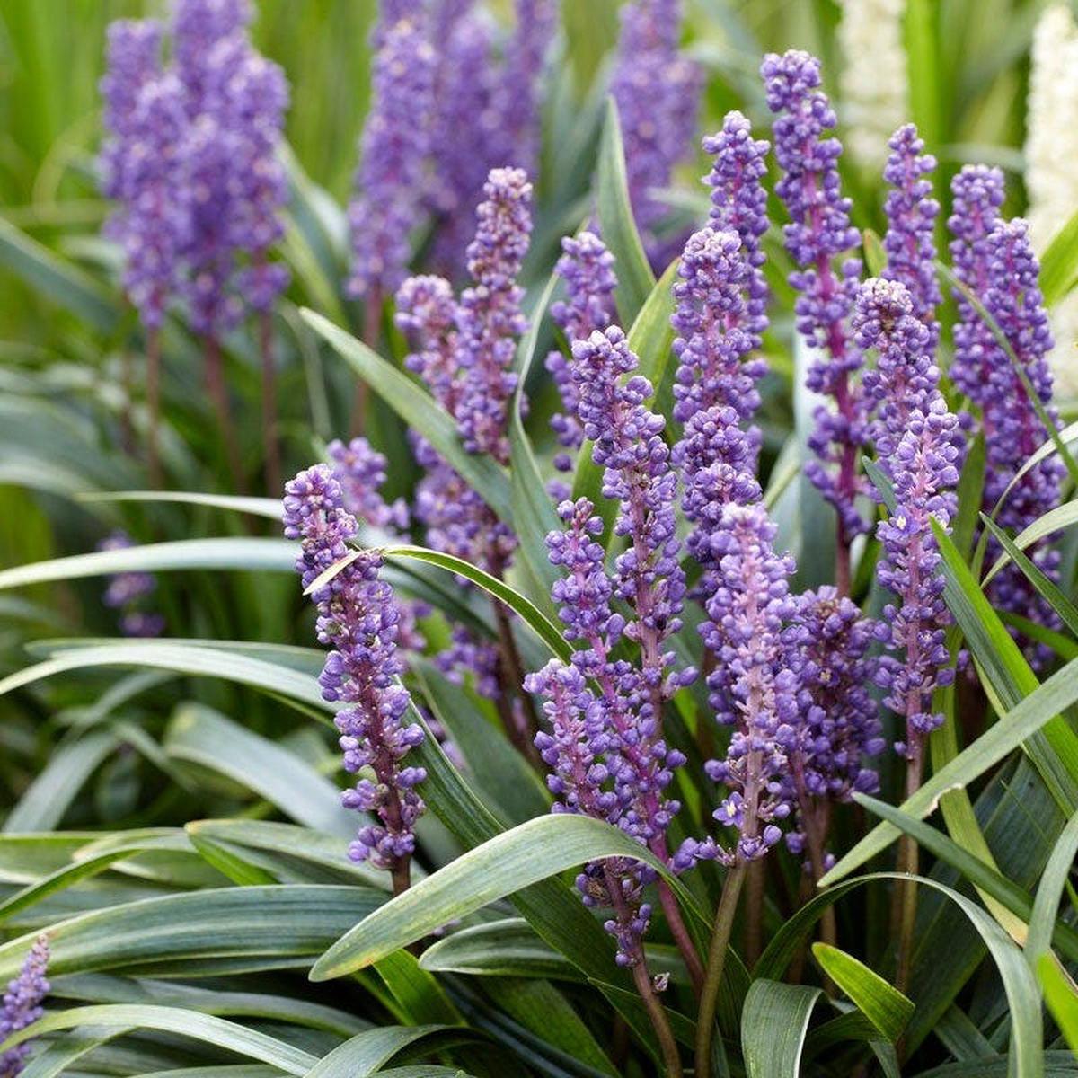 Big Blue Liriope Grass