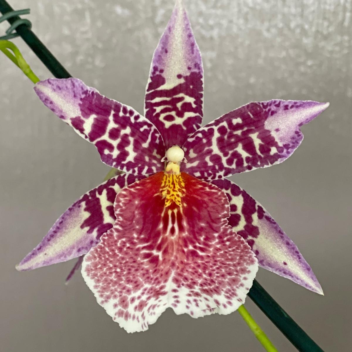 Bllra. Big Shot 'Pink Panther' (4" Pot) - Buds