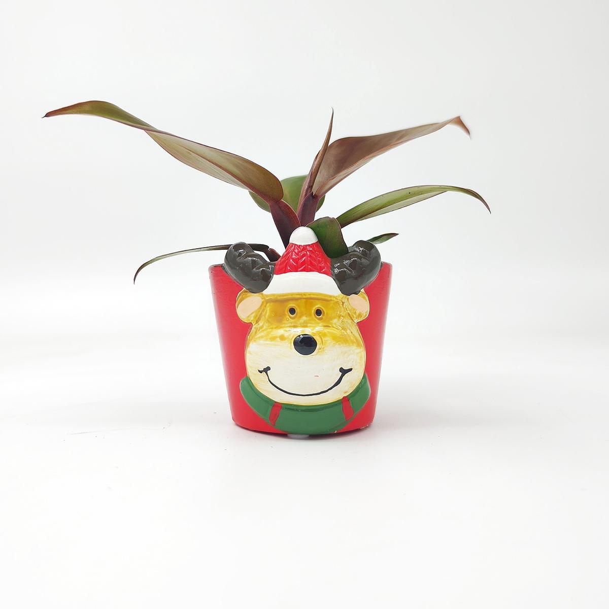 Cache Pot Nol