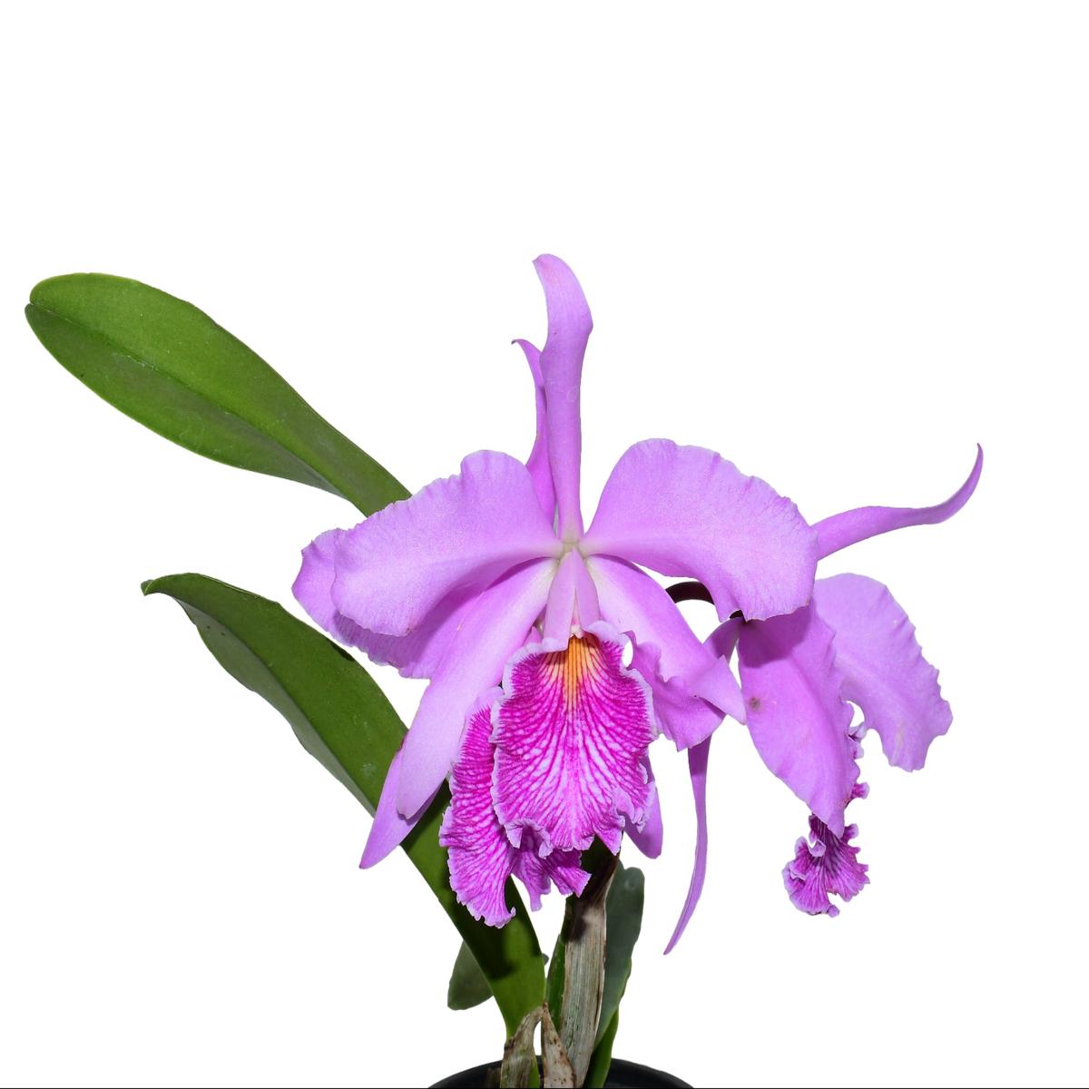 Cattleya Antonio Ponzo