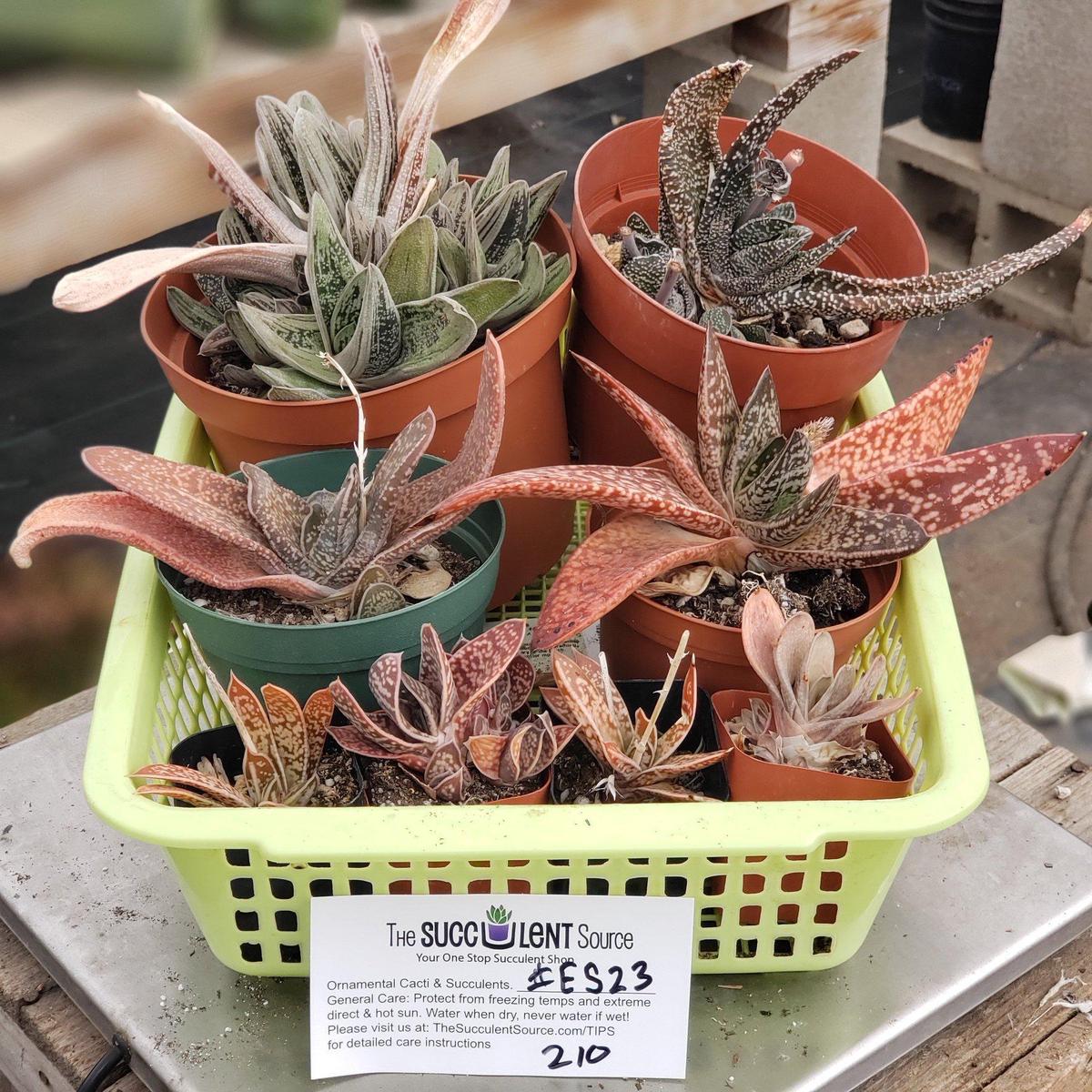 #ES23 EXACT Gasteria Lot