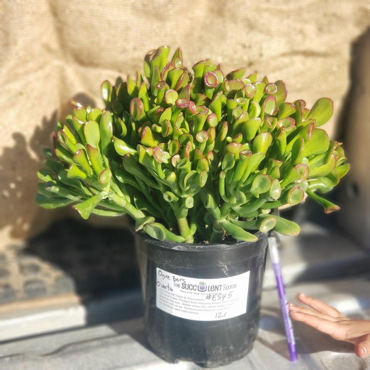 #ES45 Exact Crassula Ovata Jade Ogre Ears potted in 1 gallon container