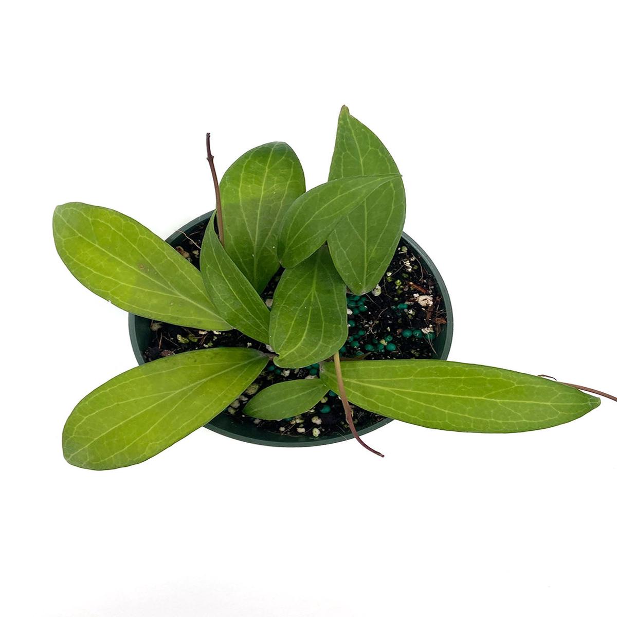 Hoya Tomataensis
