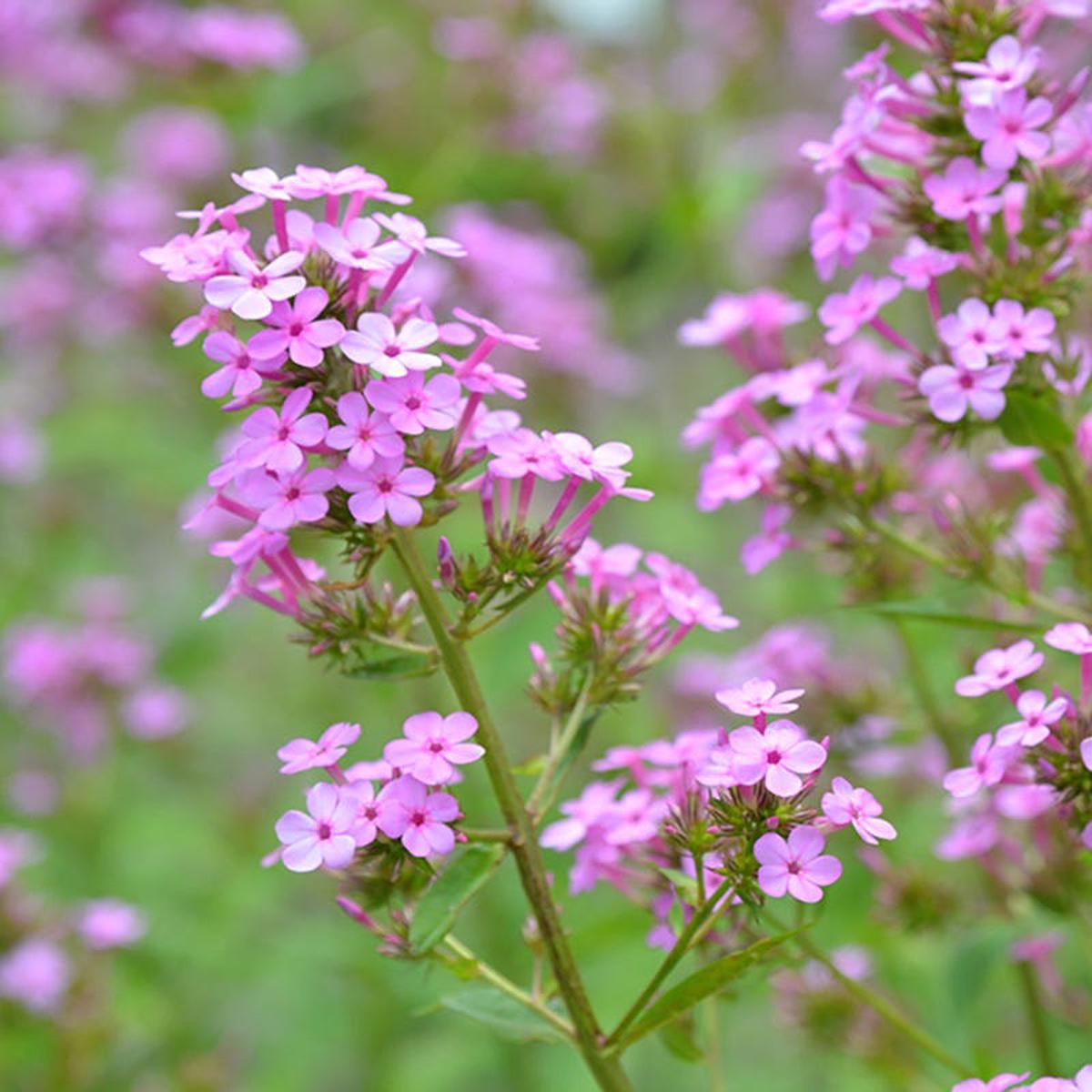 Jeana Phlox