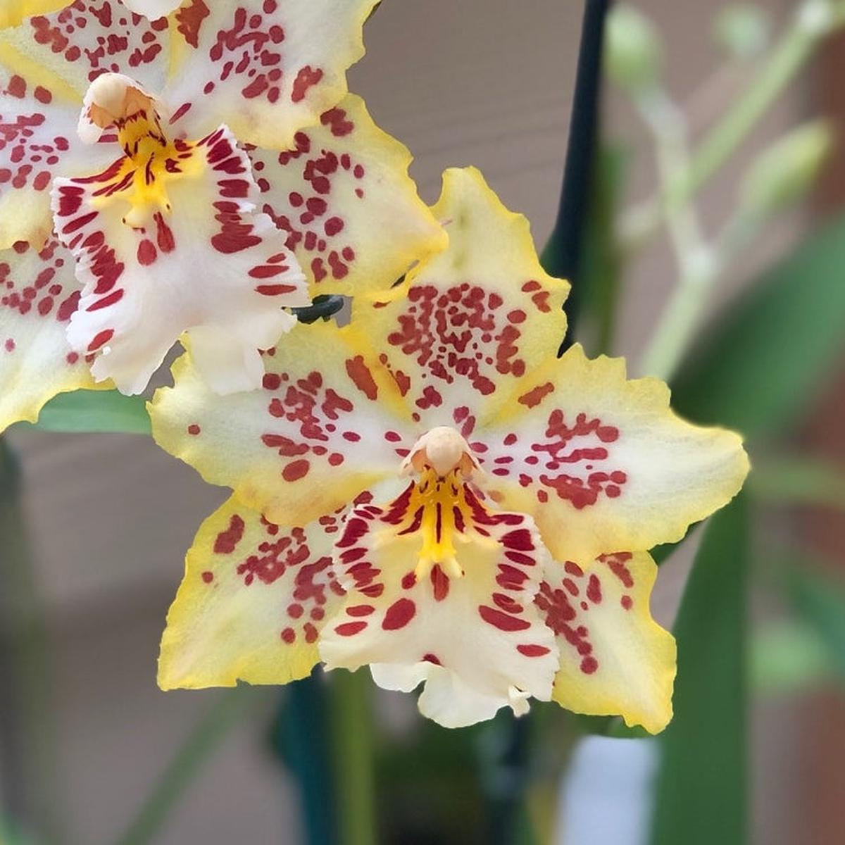 Odcdm. Brennan Scott Barfield (4" Pot) - first bloom